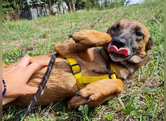 Nisha in 3 Worten: neugierig, verspielt und verschmust