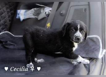 Cecilia, Cindy und Carla suchen ab Mitte Juli ein Zuhause