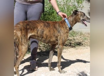 ARTISTA-Charakterstarker Galgo mit Herz und Haltung