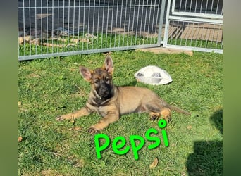 Reinrassige Schäferhund Welpen mit SV Papieren