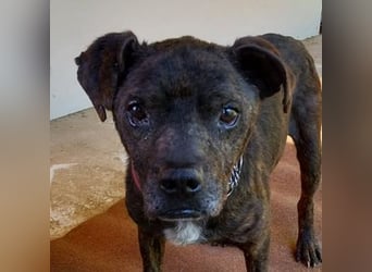 Ludwig 2, Staffordshire Terrier Mischling