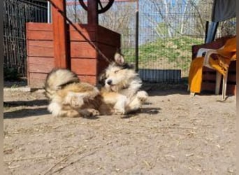 Update: MERLIN- auf PS in mit ÜO in 31603 Diepenau