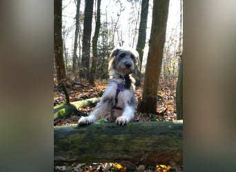 MIKA (Vermittlungshilfe) - derzeitiger Wohnort in 63303 Dreiech