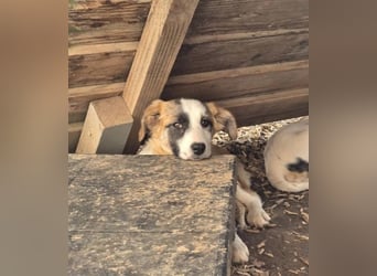 Kiki sucht Für Immer Zuhause