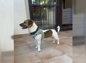 Jack Russel Hündin Fika