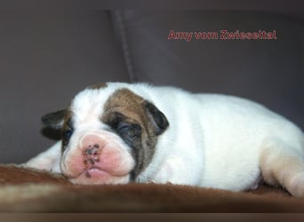 Continental Bulldogs vom Zwieseltal