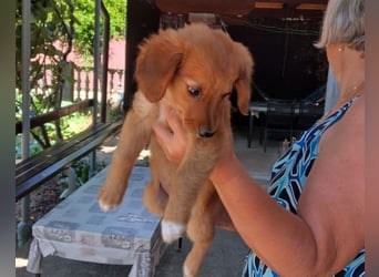 Kleine Mina ❤️ zauberhaftes Welpenmädchen