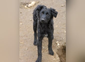 Schnuckelige DAYA hat das Potential zum Herzenshund