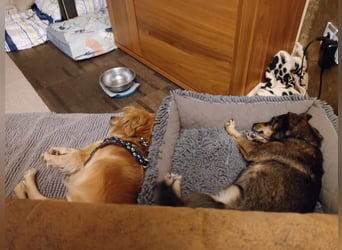 Bolota, Mix Dackel / Spaniel, noch schüchtern und ängstlich