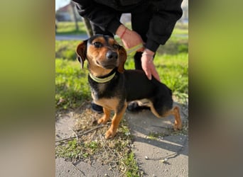 Amigo, geboren 08.04.2023, 35cm sucht sein Zuhause