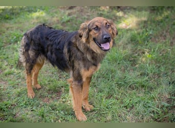 Kayce - der Irish Setter (Mischling) ist verträglich und gehorsam