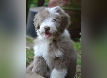 · BEARDED COLLlE WELPEN  · Ein faible für das Besondere!