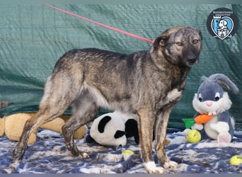 Greta sucht ein Zuhause