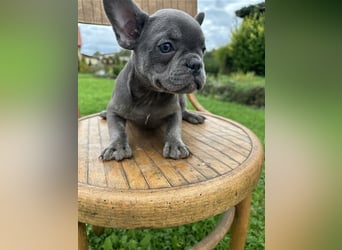 Französische Bulldogge