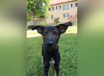 Oskar - in 71540 Murrhardt auf Pflegestelle