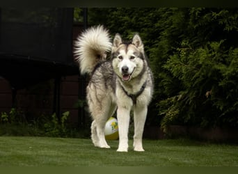Wapaj - gut erzogener liebevoller Familienhund - Tierhilfe Franken e.V.