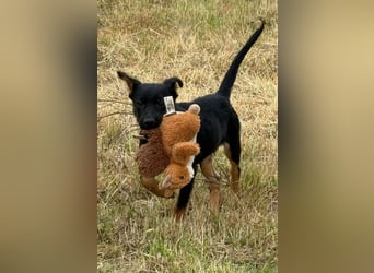Chico - liebenswerter, junger Rüde der verschmust und verspielt ist