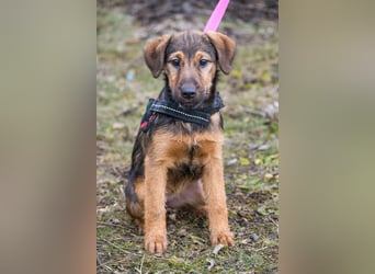 Malna-SI, kleine Welpin sucht liebe Familie