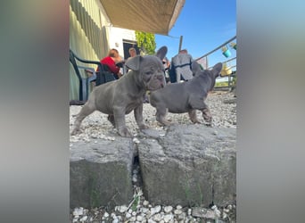 Französische Bulldoggen Welpen