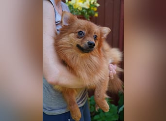 Nico SR - Kleiner Schatz sucht Liebe!