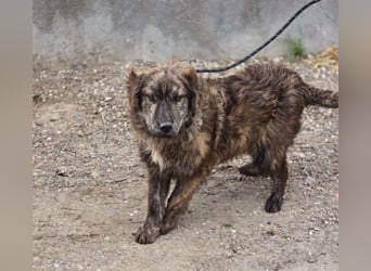 Wunderschön gestromtes Hundekind *Ylva* sucht ihr Zuhause für immer