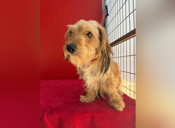 Tibi, Havaneser-Mix, Rüde, ca. 2,5 Jahre, ca. 29 cm, 7 kg,  -NOTFALL-