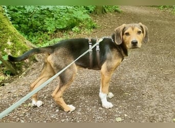 Tadeus sucht sein Körbchen (59514 Welver)