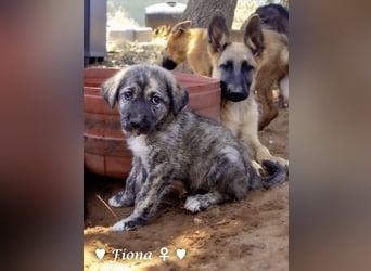 Fiona und Fineas suchen ab Anfang August ein Zuhause