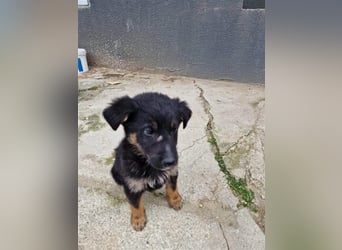 Otto sucht ein liebevolles Zuhause