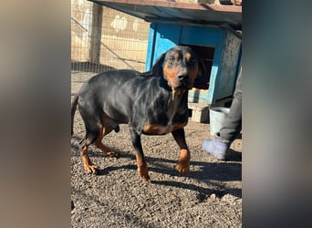 Jack , ungarische Bracke, sucht die Wärme und Nähe des Menschen