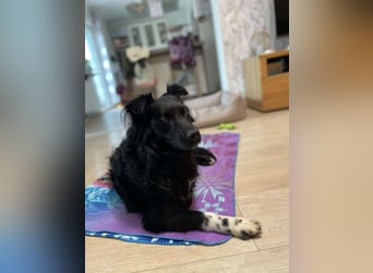 Hütehund Mischling Daios sucht eine liebe Familie