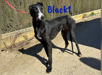 Black1 07/2024 (ESP) - liebevoller und sozialer Galgo Welpe sucht Windhundfans!