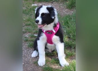Australian Shepherd Welpe (reinrassig)