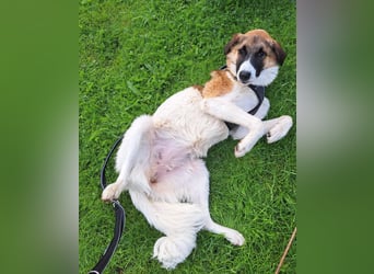 Anka - wo darf ich Zuhause sein?