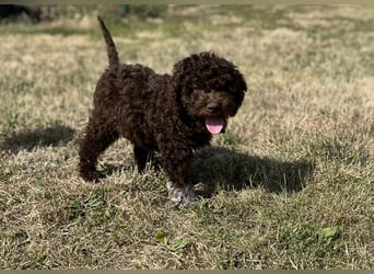 Lagotto Romagnolo – Hochwertige Welpen aus der registrierten Zuchtstätte King of the Truffles