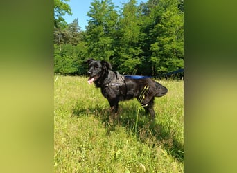 junger Jamie sucht ein Zuhause oder Pflegestelle, Retriever Mischling, Junghund