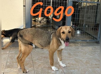 Gogo geb. 10/2024 (GRC) - unglaublich liebe, fröhliche und ausgeglichene  Junghündin!
