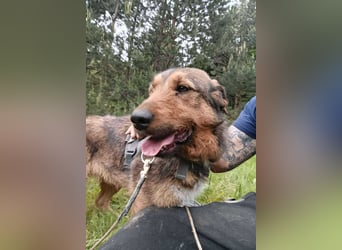 Lotta - Jagdterrier Mix