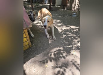 Wasco, 1 , 1/3  jähriger Bub, SH mittelgroß, neugierig, verspielt, aufgeschlossen, sozial)