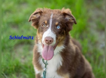 Australian Shepherd Welpen Rüden, ASCA