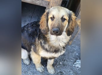 Julio ❤️ sozialer Jungrüde sucht dich!