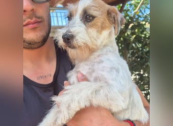 America - ausgeglichene,  freundliche kleine Terrier Dame sucht liebevolle Menschen
