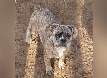 Englisch Bulldog Grenchi Mix Welpe