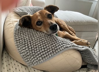 Senior Rudi sucht sein Körbchen