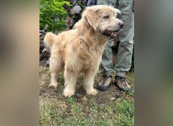 Buddy, geboren 01.04.2024, 50cm sucht seine Menschen