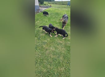 Schäferhund Welpen