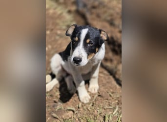 Yuna sucht wundervolle Familie!