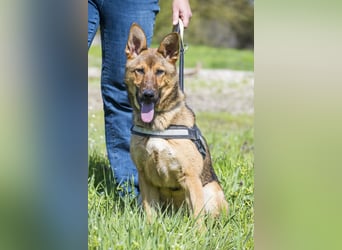 Bella2 SI – Aktive Hündin sucht passendes Zuhause