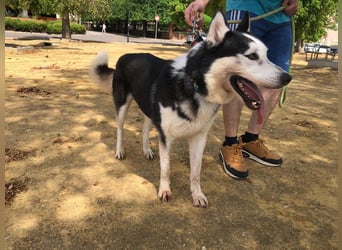 RIKU-Traumhusky gesucht?Liebenswertes ,neugieriges,freundliches Kerlchen sucht Zuhause