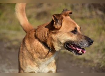 Borko S272 sucht ein ruhiges Zuhause